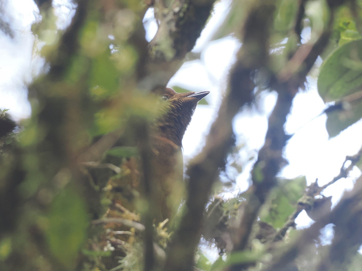 Crested Satinbird (Red) - ML624017077