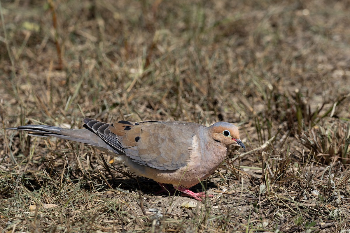 תורית אמריקנית - ML624017084