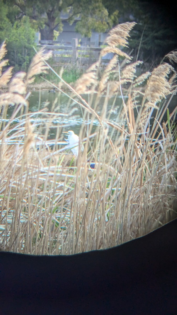 Great Egret (modesta) - ML624017085