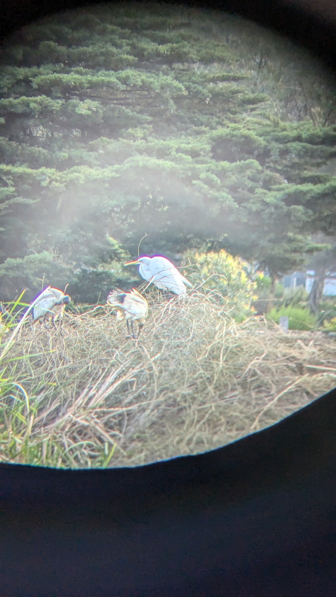 Great Egret (modesta) - ML624017086