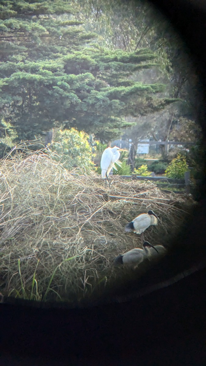 Great Egret (modesta) - ML624017087