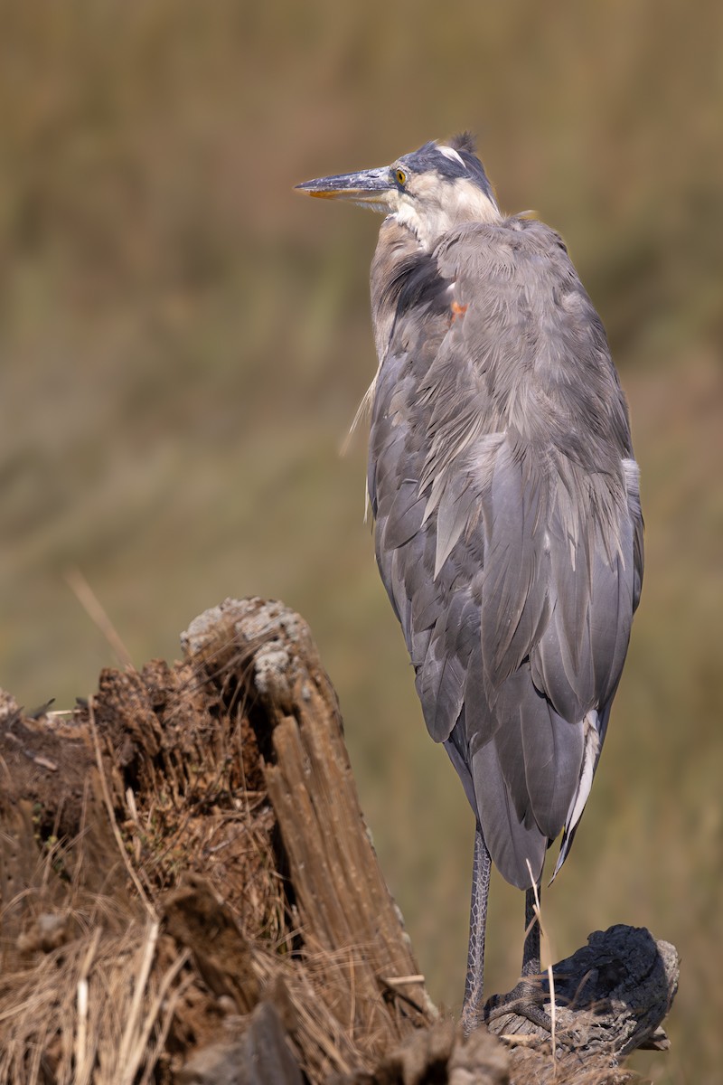 Great Blue Heron - ML624017103