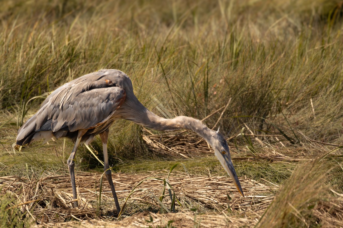 Great Blue Heron - ML624017104