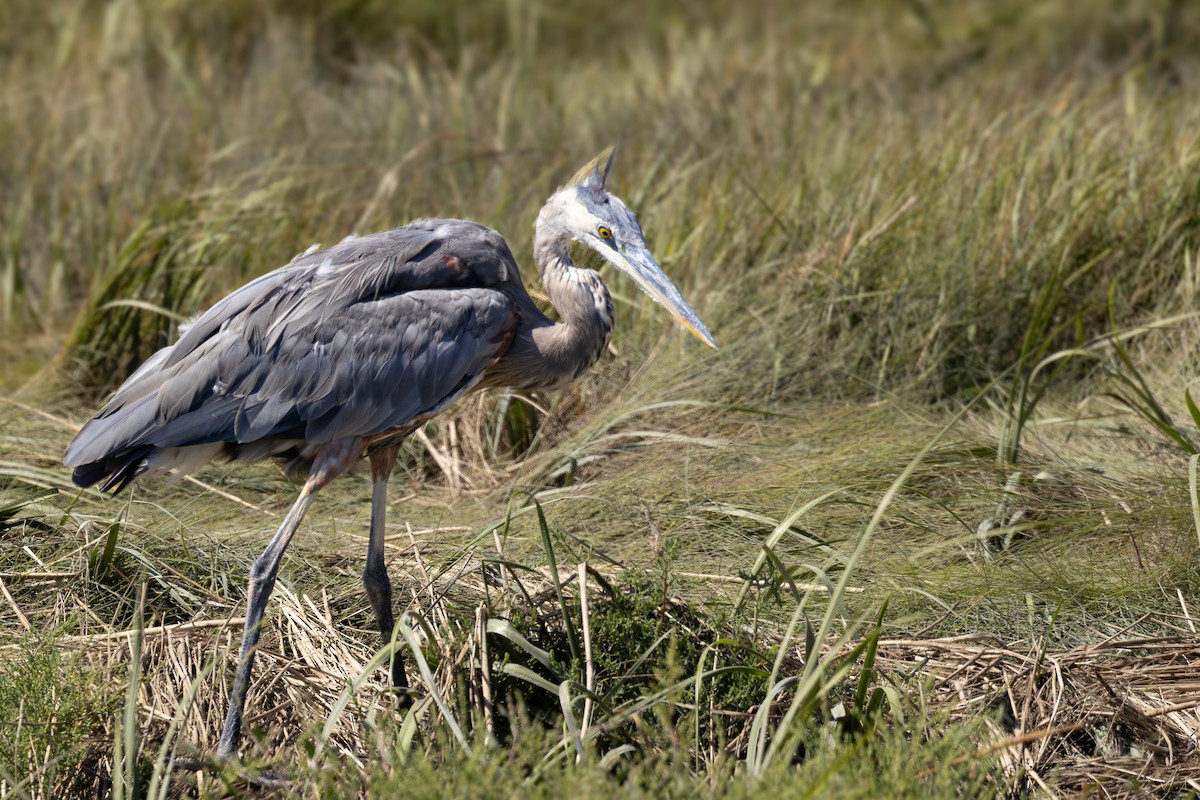 Great Blue Heron - ML624017105