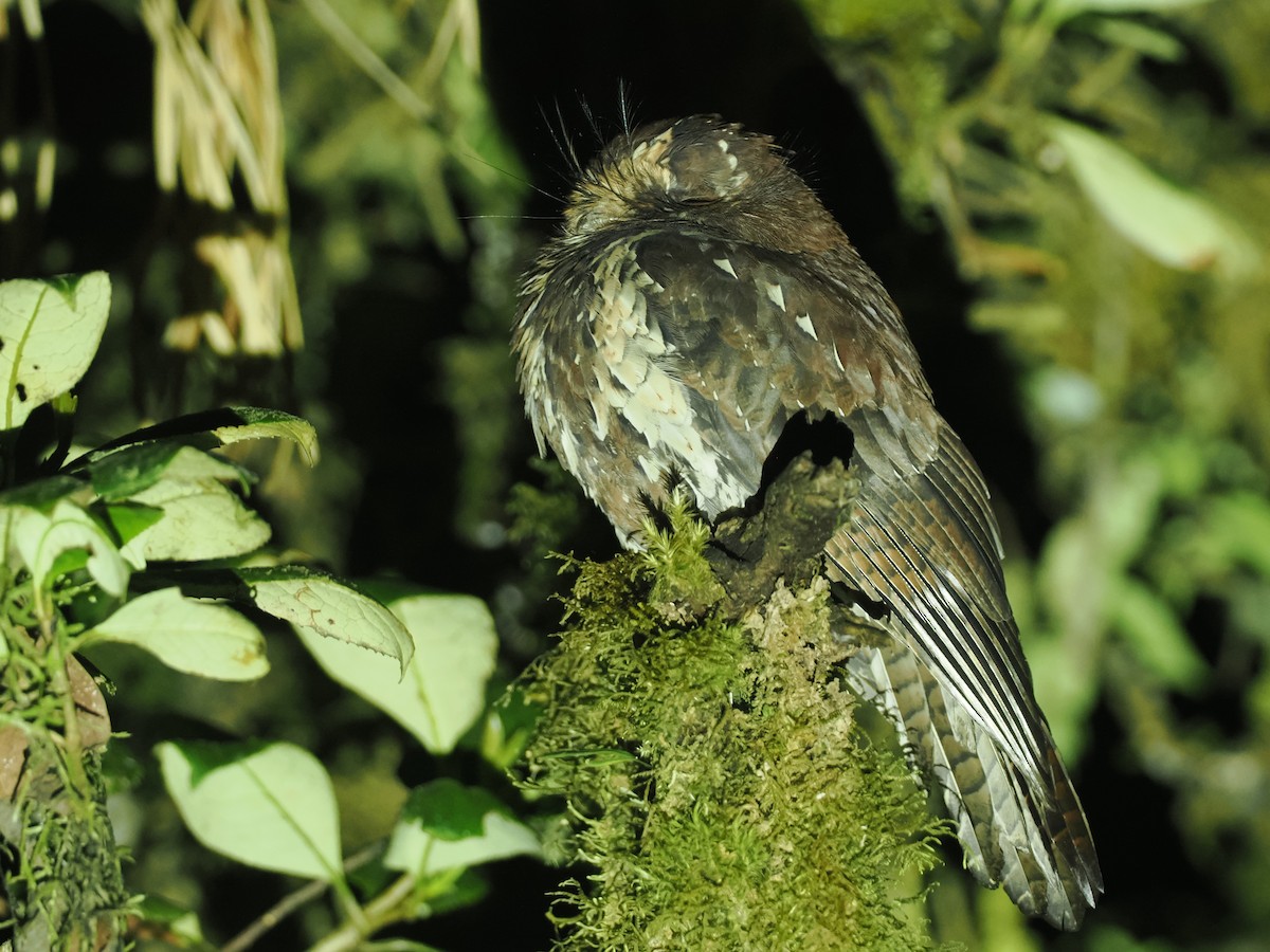 Feline Owlet-nightjar - ML624017117