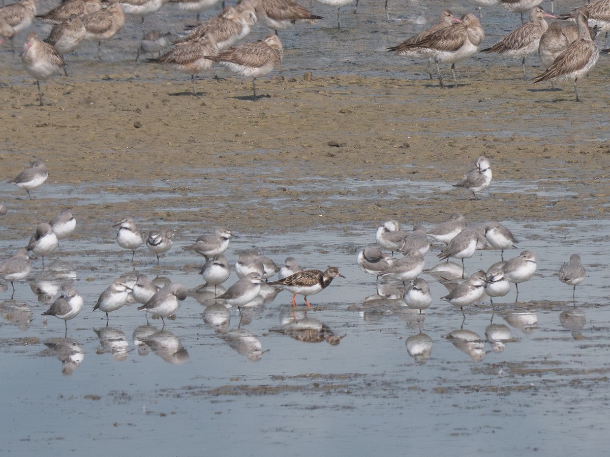 Ruddy Turnstone - ML624017129