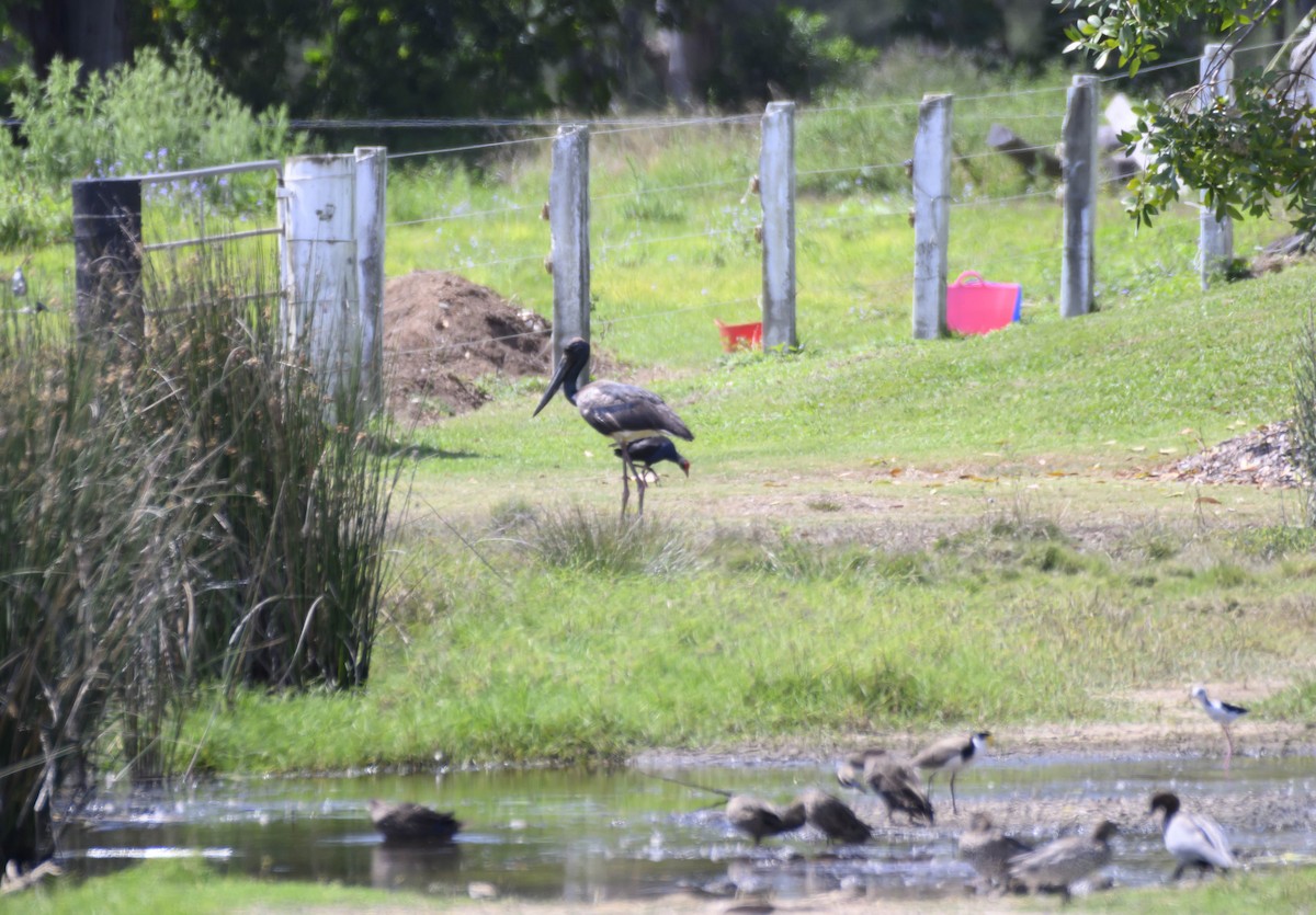 Black-necked Stork - ML624017130