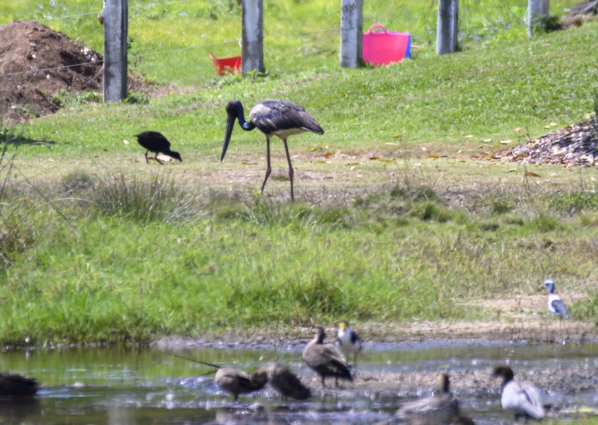 Black-necked Stork - ML624017131