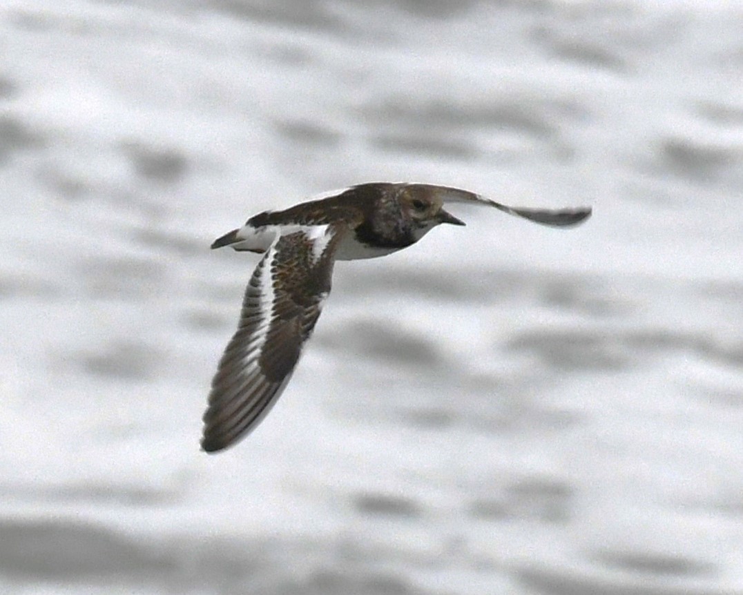 Ruddy Turnstone - ML624017133