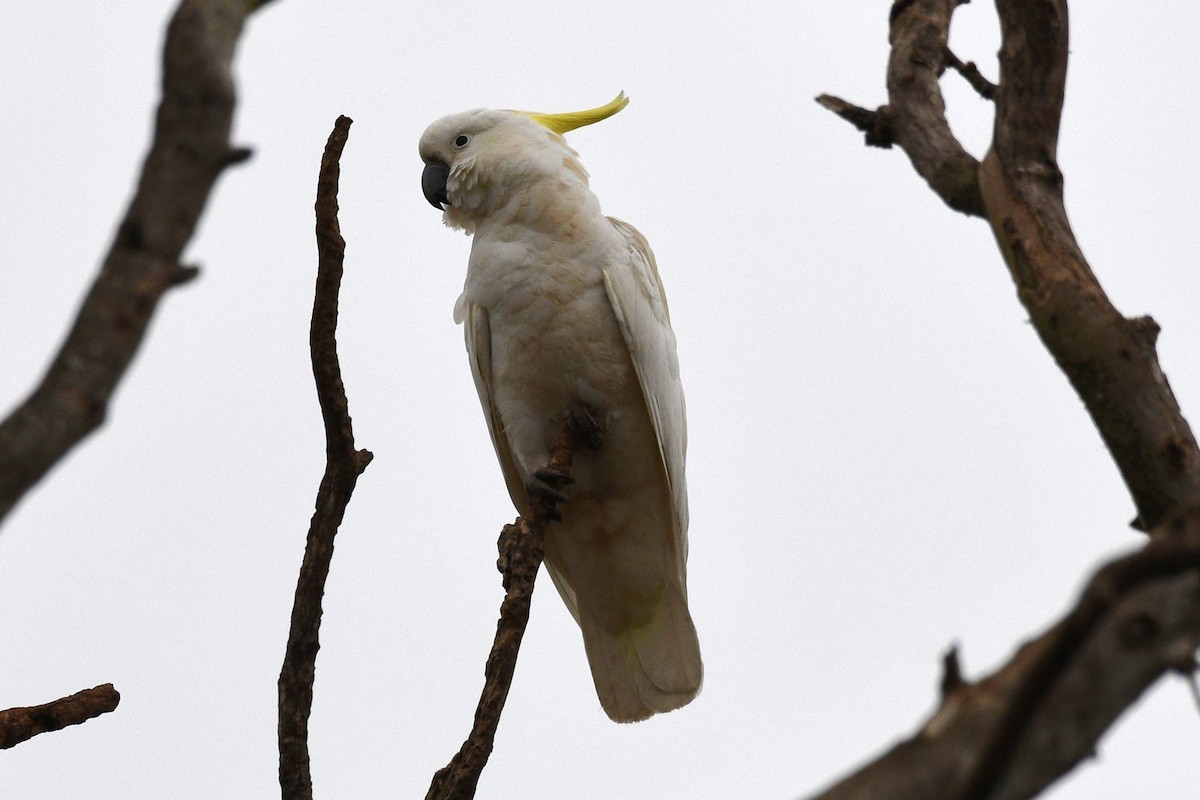 Sulphur-crested Cockatoo - ML624017136