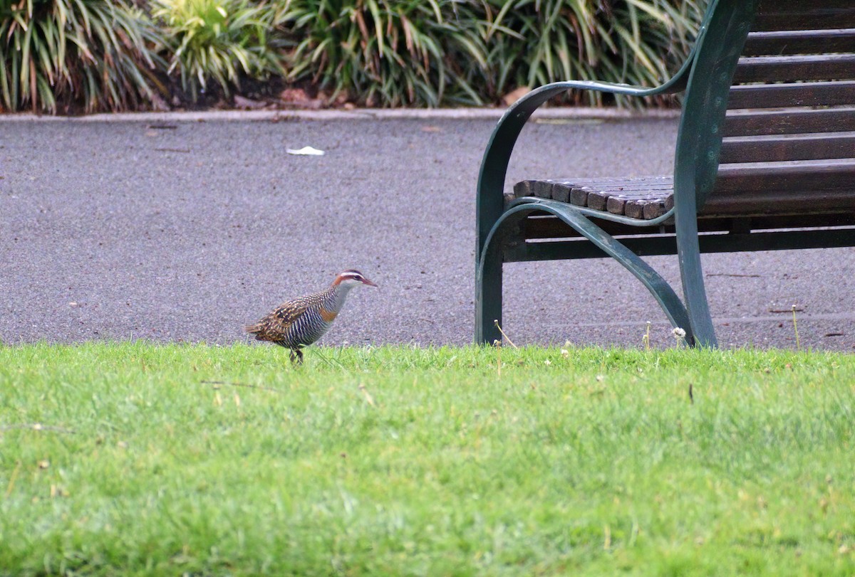 Buff-banded Rail - ML624017138