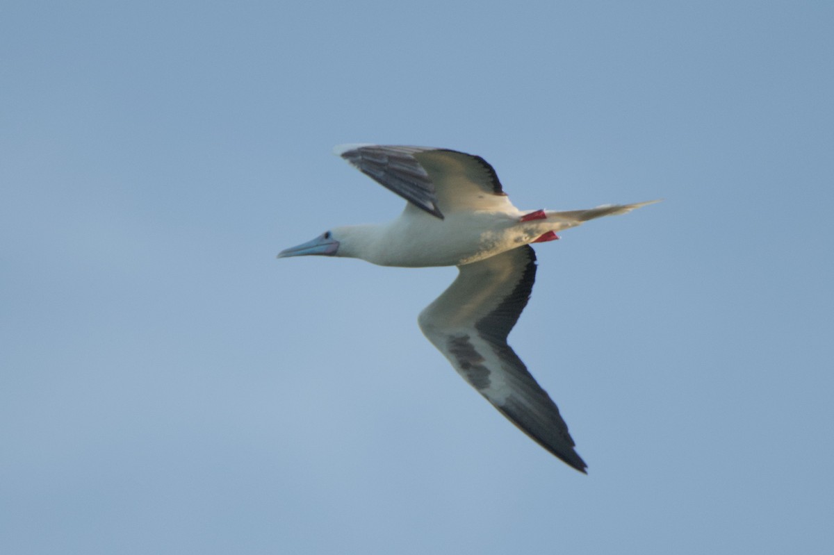 Red-footed Booby - ML624017147