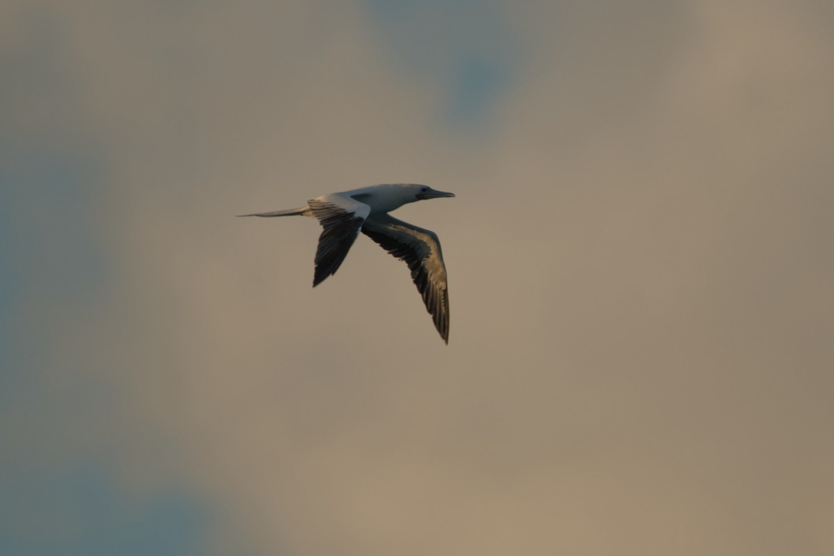 Red-footed Booby - ML624017148