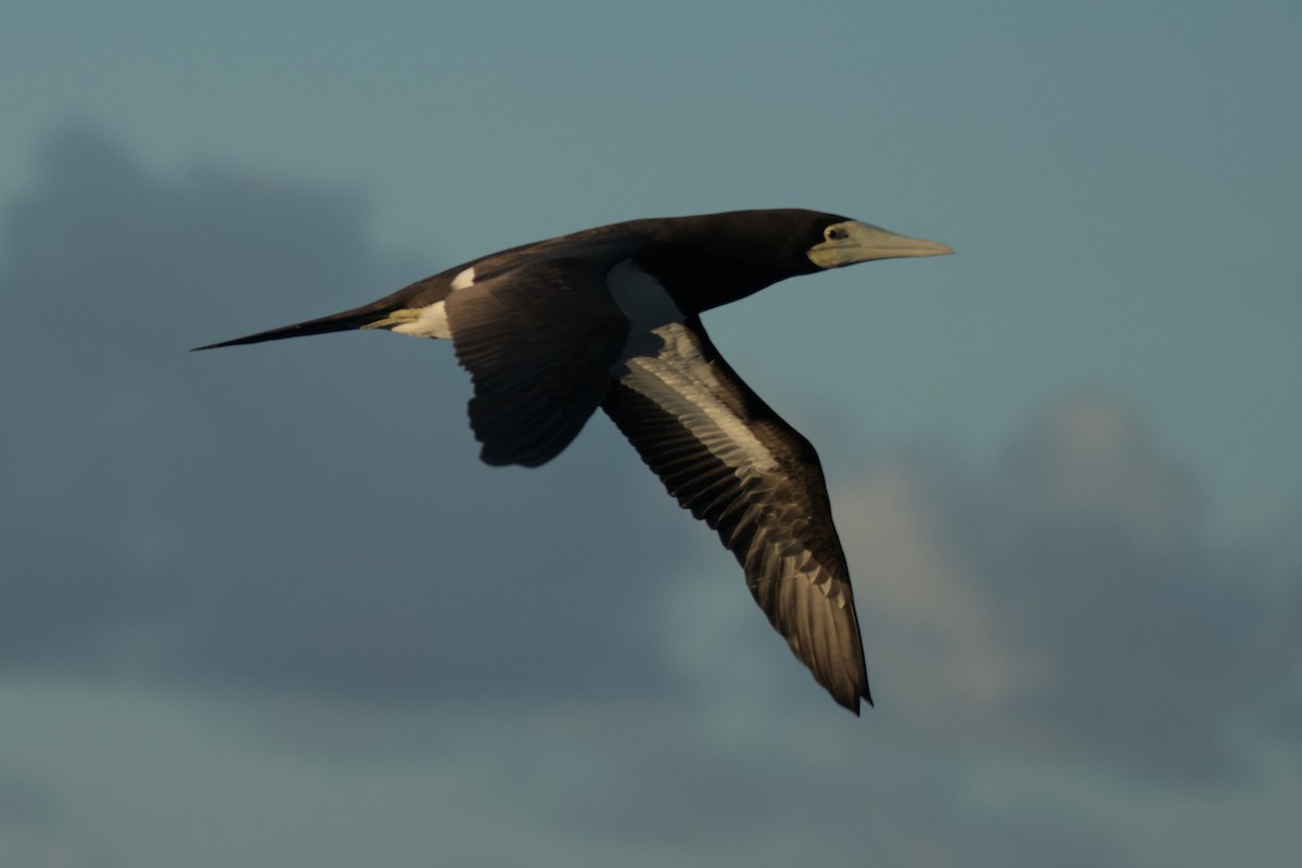 Brown Booby (Forster's) - ML624017150