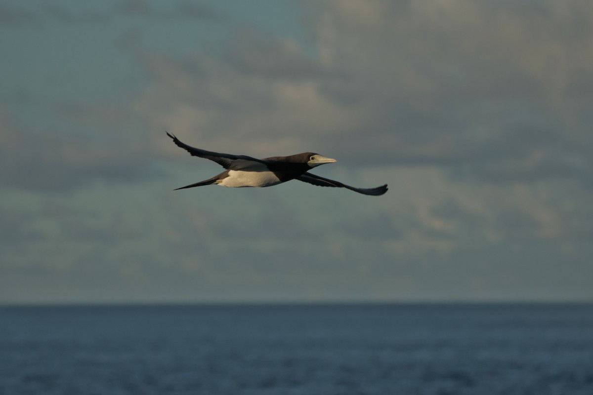 Brown Booby (Forster's) - ML624017151