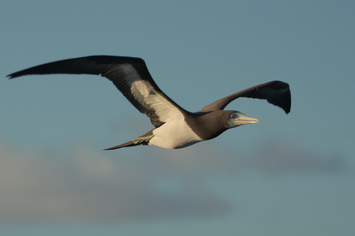 Brown Booby (Forster's) - ML624017152