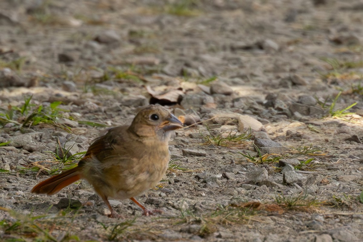 Northern Cardinal - ML624017171