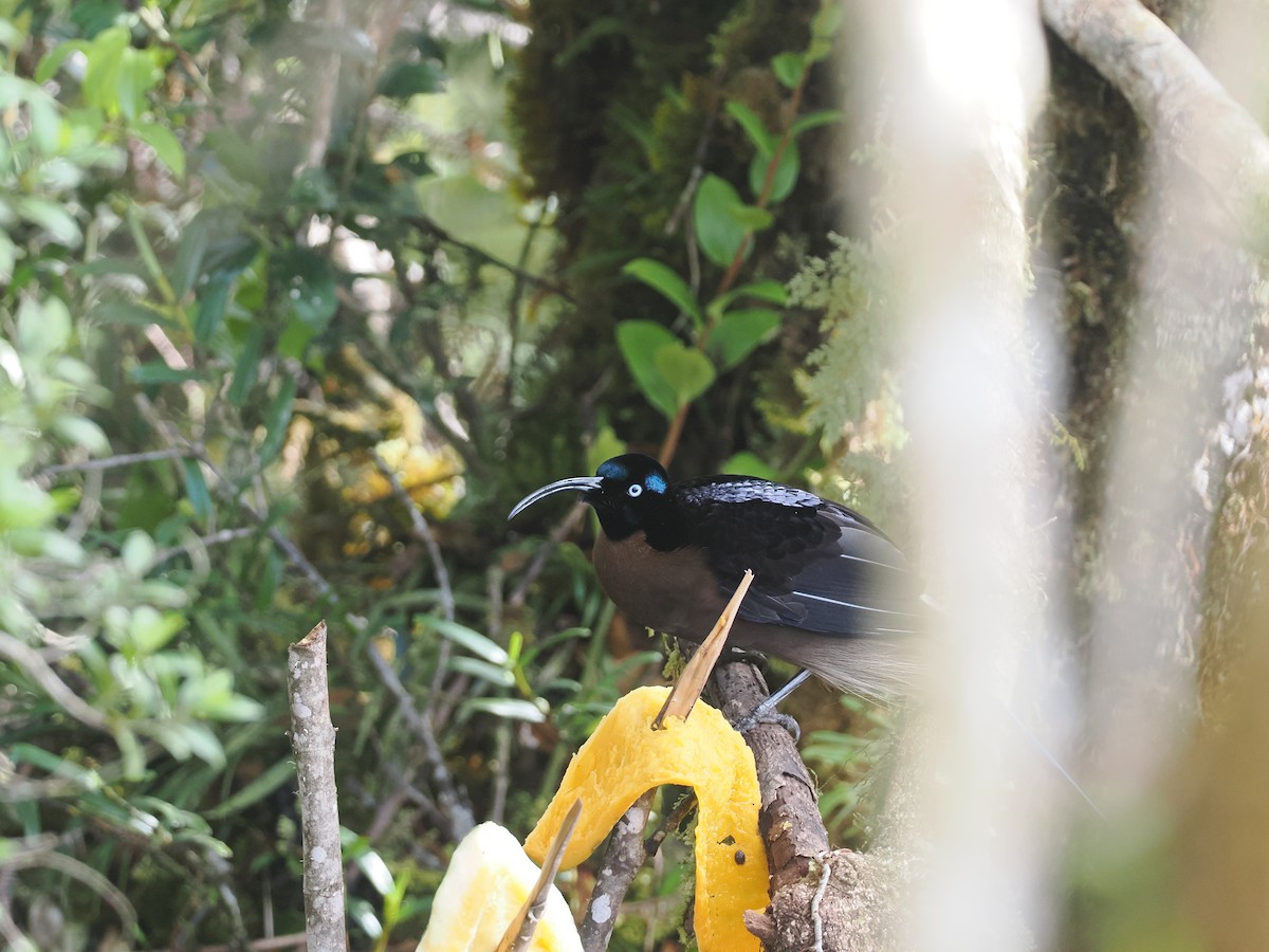 Brown Sicklebill - ML624017172