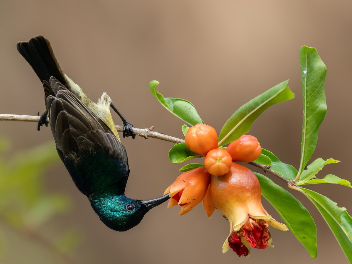 Souimanga Sunbird - ML624017180