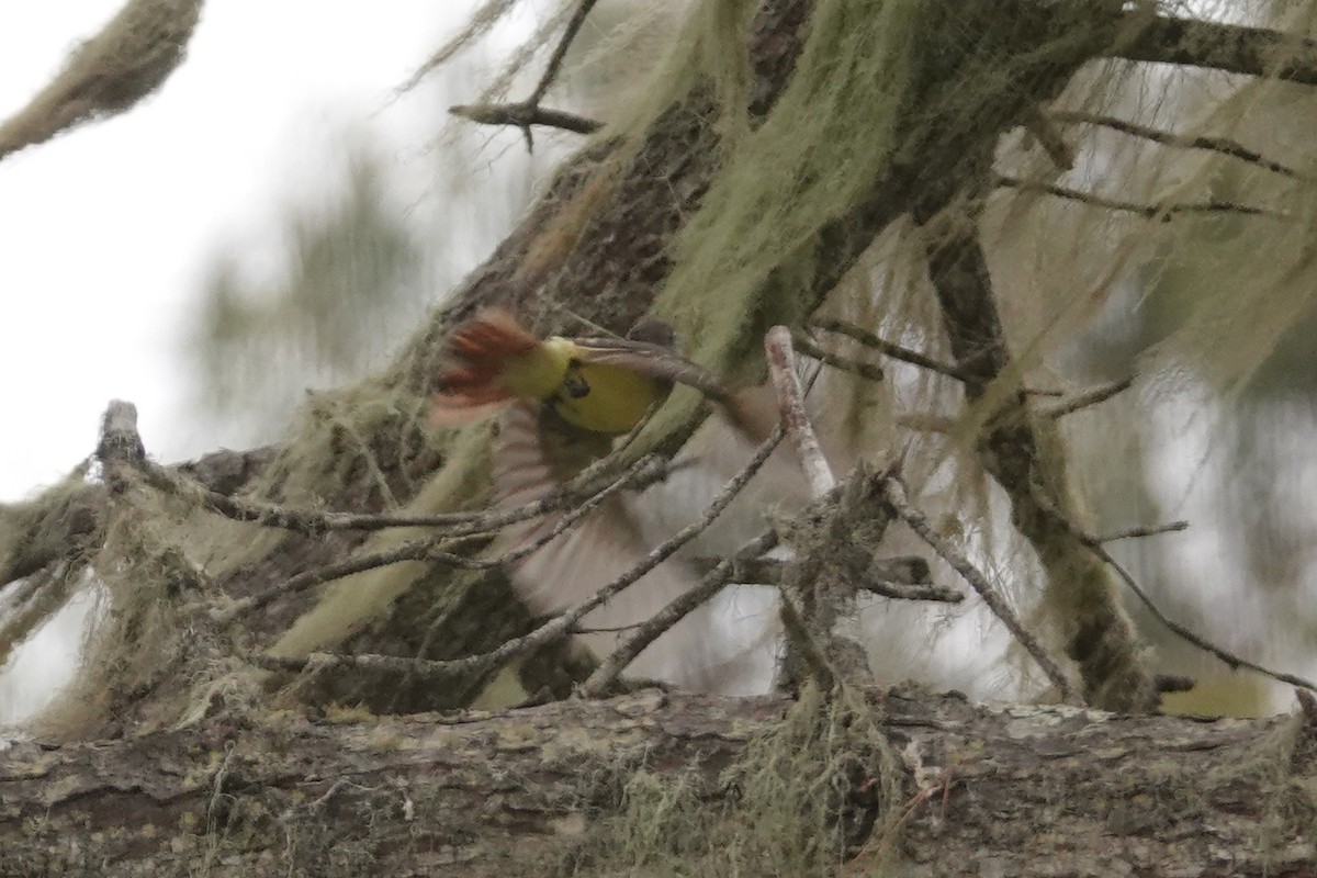 Great Crested Flycatcher - ML624017182