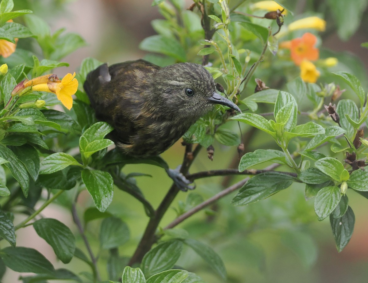 Rufous-backed Honeyeater - ML624017188