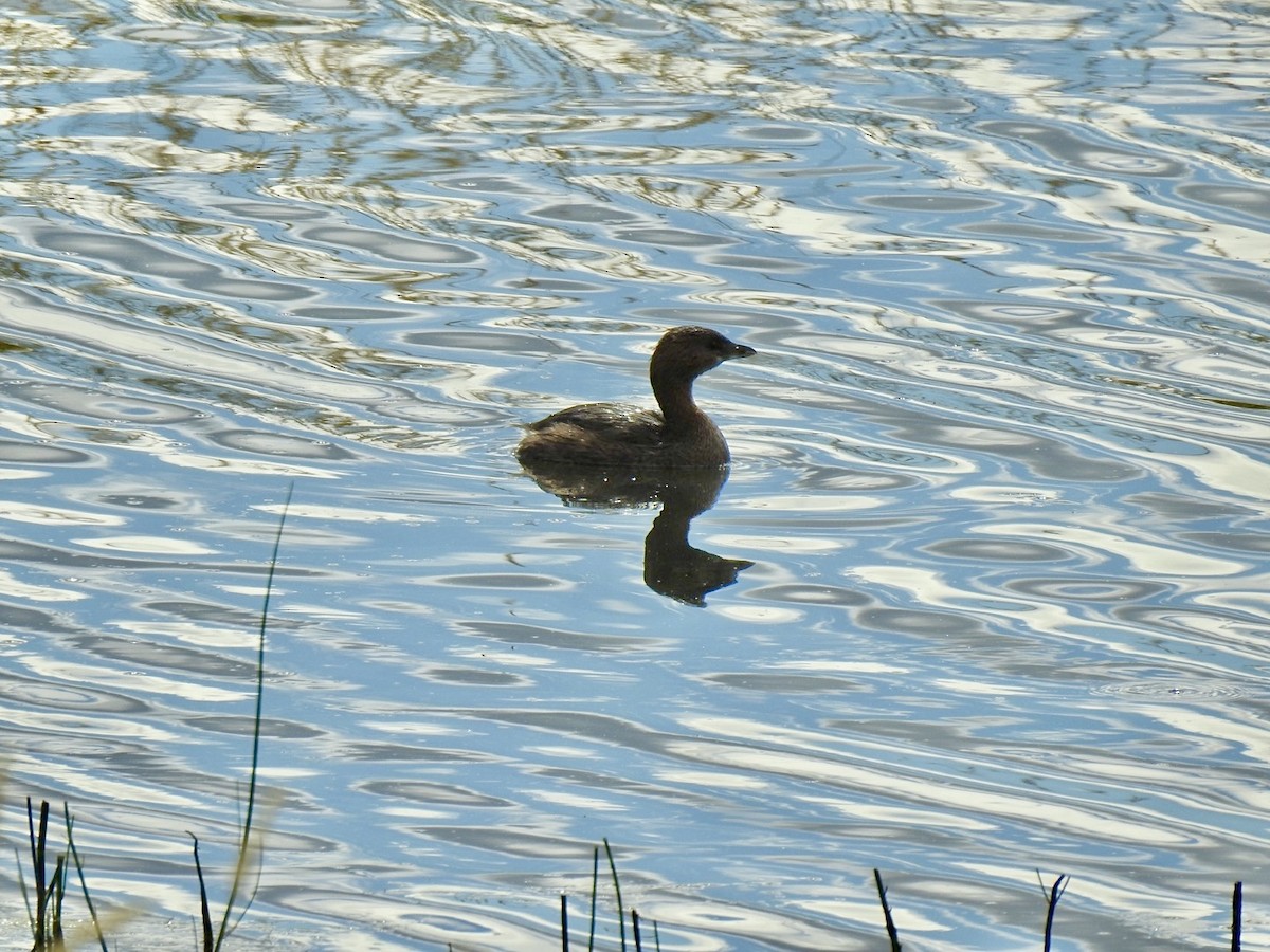 Pied-billed Grebe - ML624017195