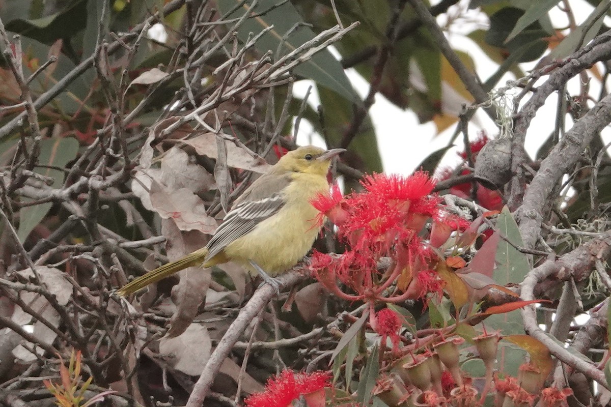 Hooded Oriole - George Cummins