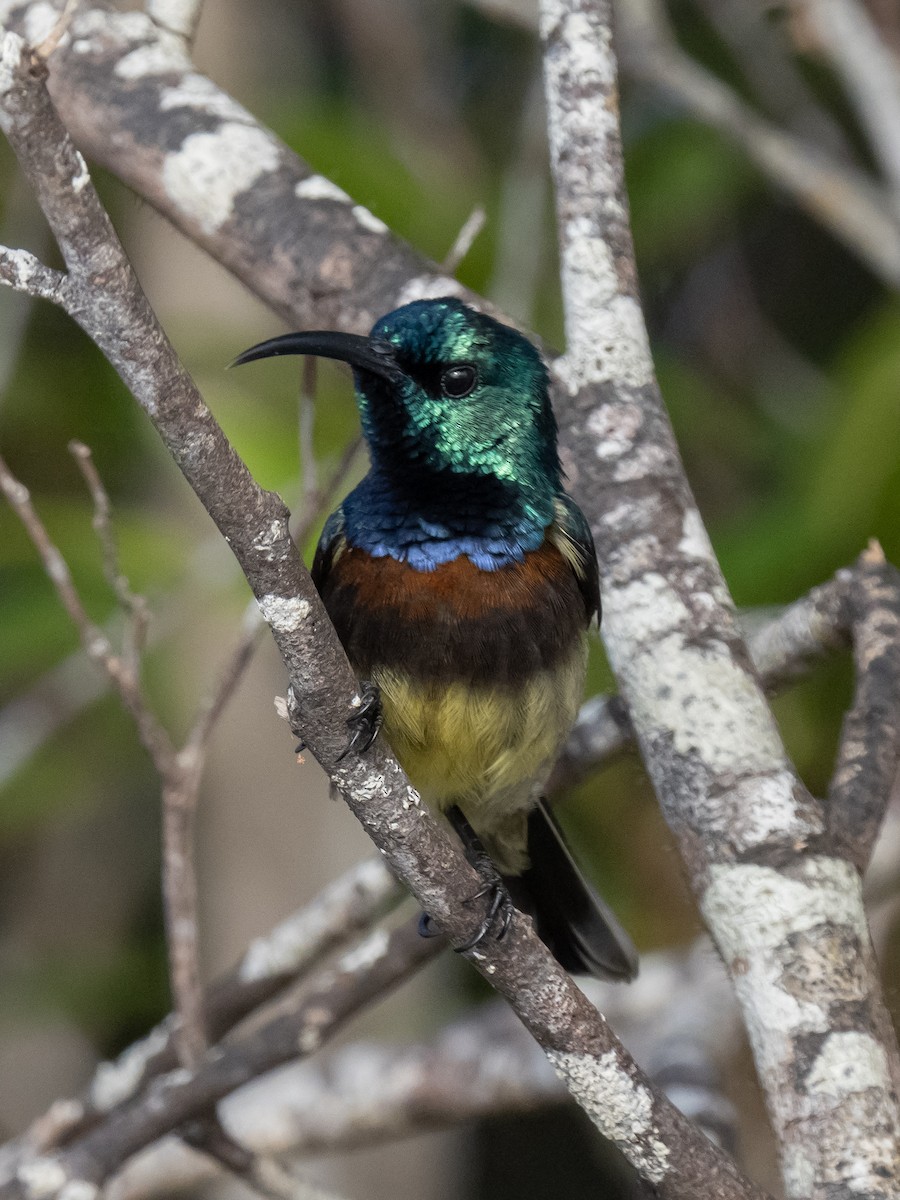 Souimanga Sunbird - ML624017206