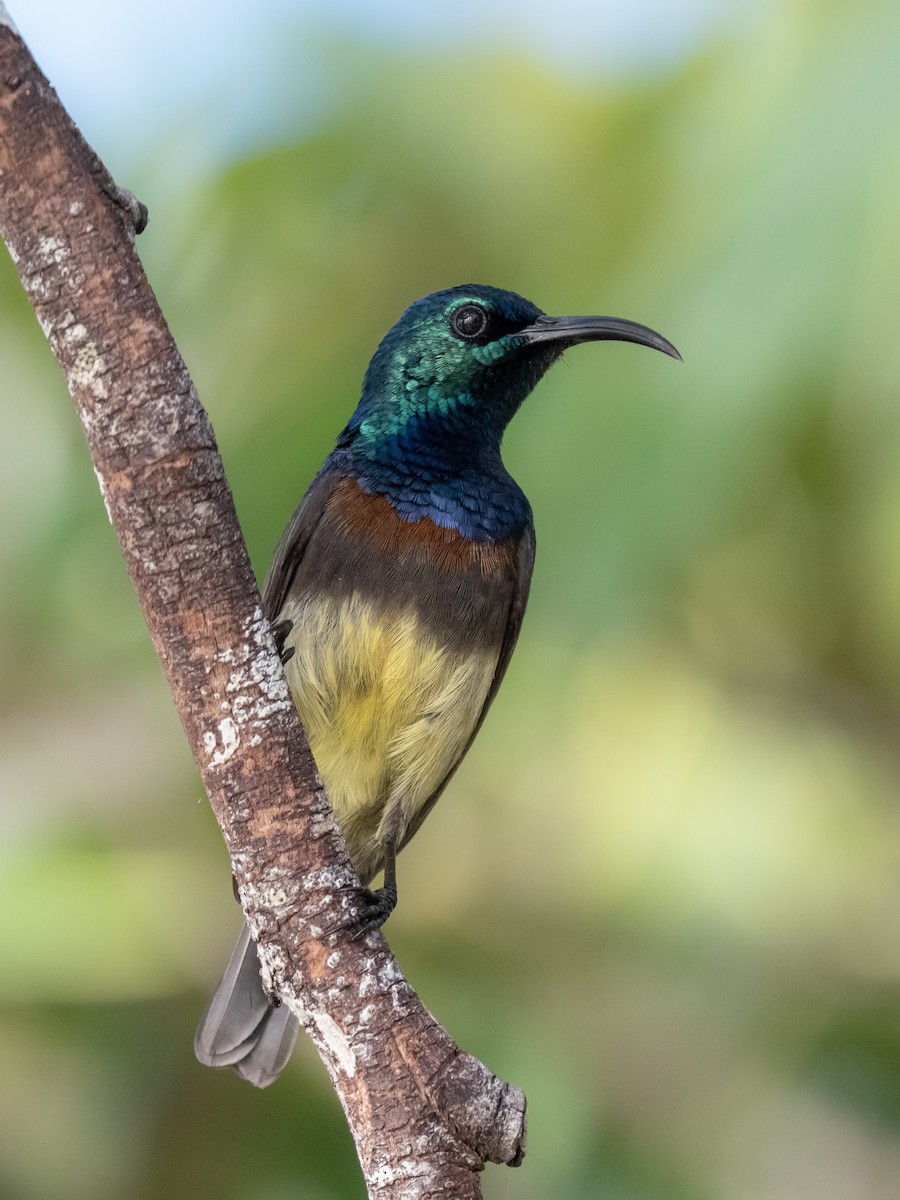 Souimanga Sunbird - ML624017207