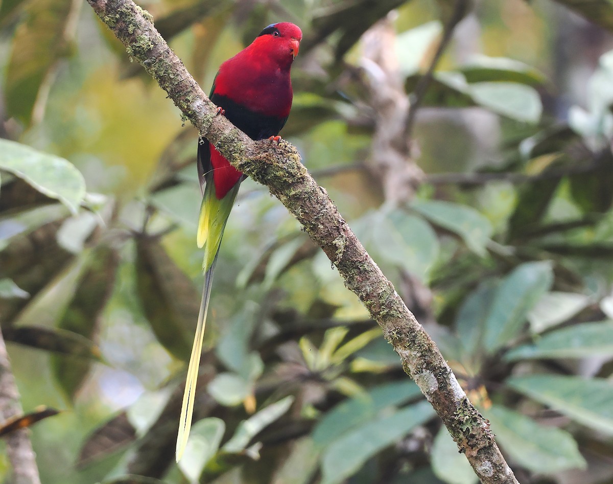 Stella's Lorikeet - ML624017227