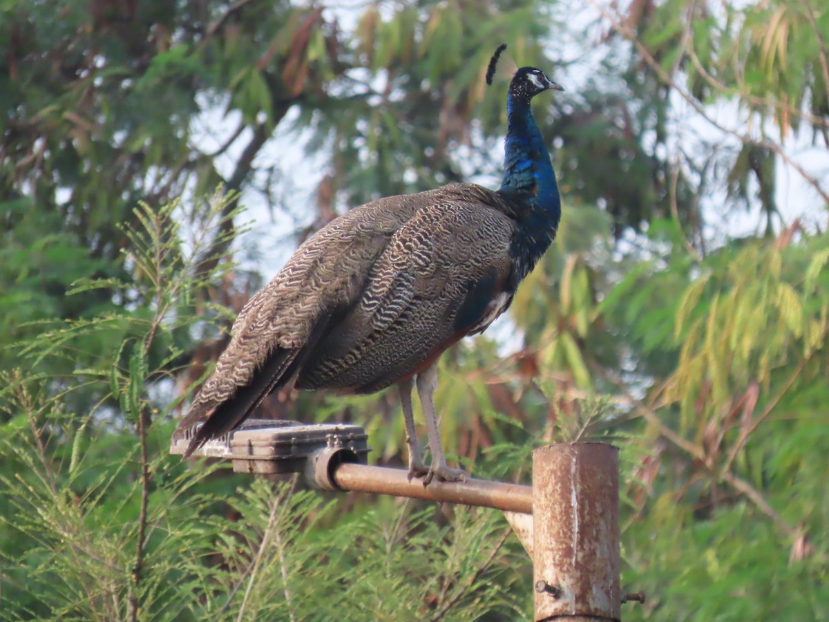 Indian Peafowl - ML624017242