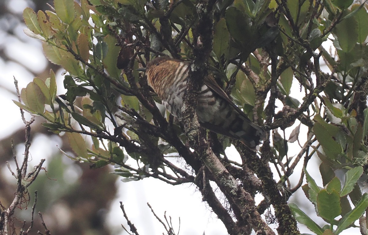 Rufous-throated Bronze-Cuckoo - ML624017243