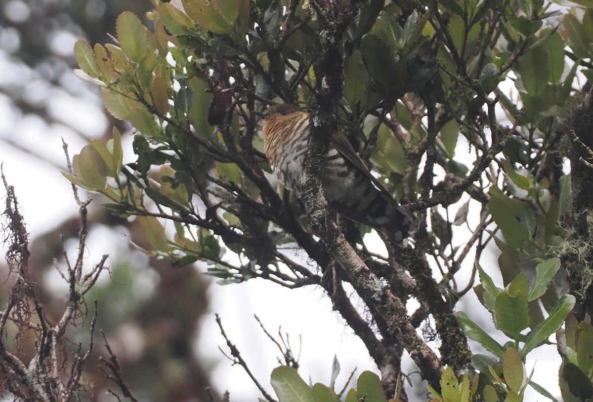 Rufous-throated Bronze-Cuckoo - Stephan Lorenz