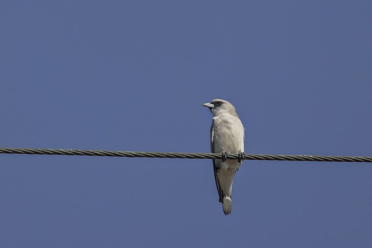 Black-faced Woodswallow - ML624017247