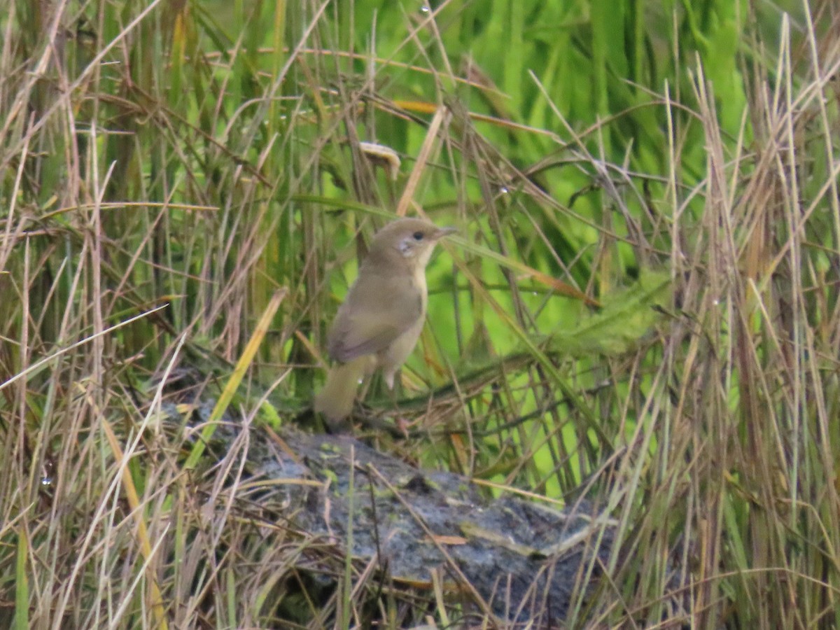 Common Yellowthroat - ML624017248