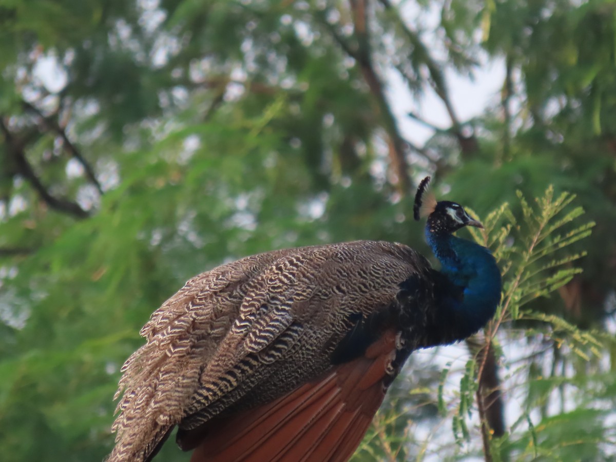 Indian Peafowl - ML624017250