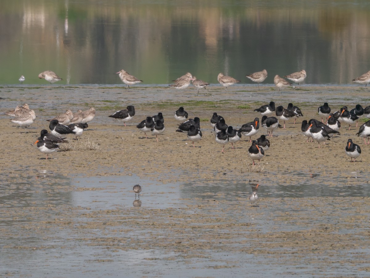 South Island Oystercatcher - ML624017252