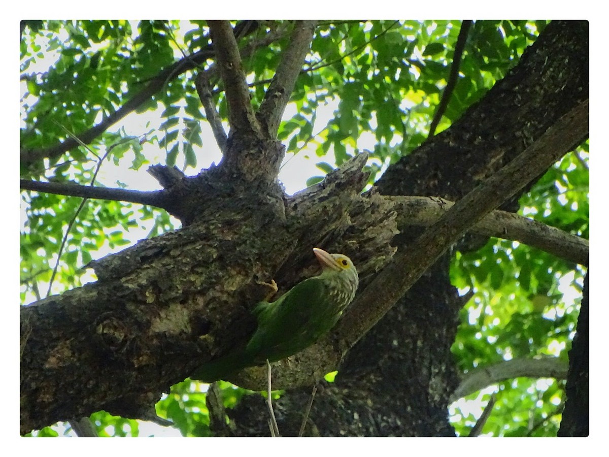 Lineated Barbet - ML624017257