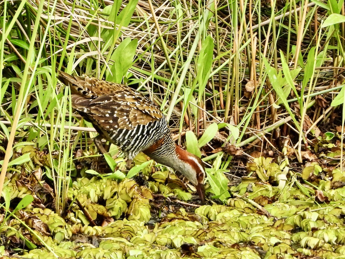 Buff-banded Rail - John Hudson