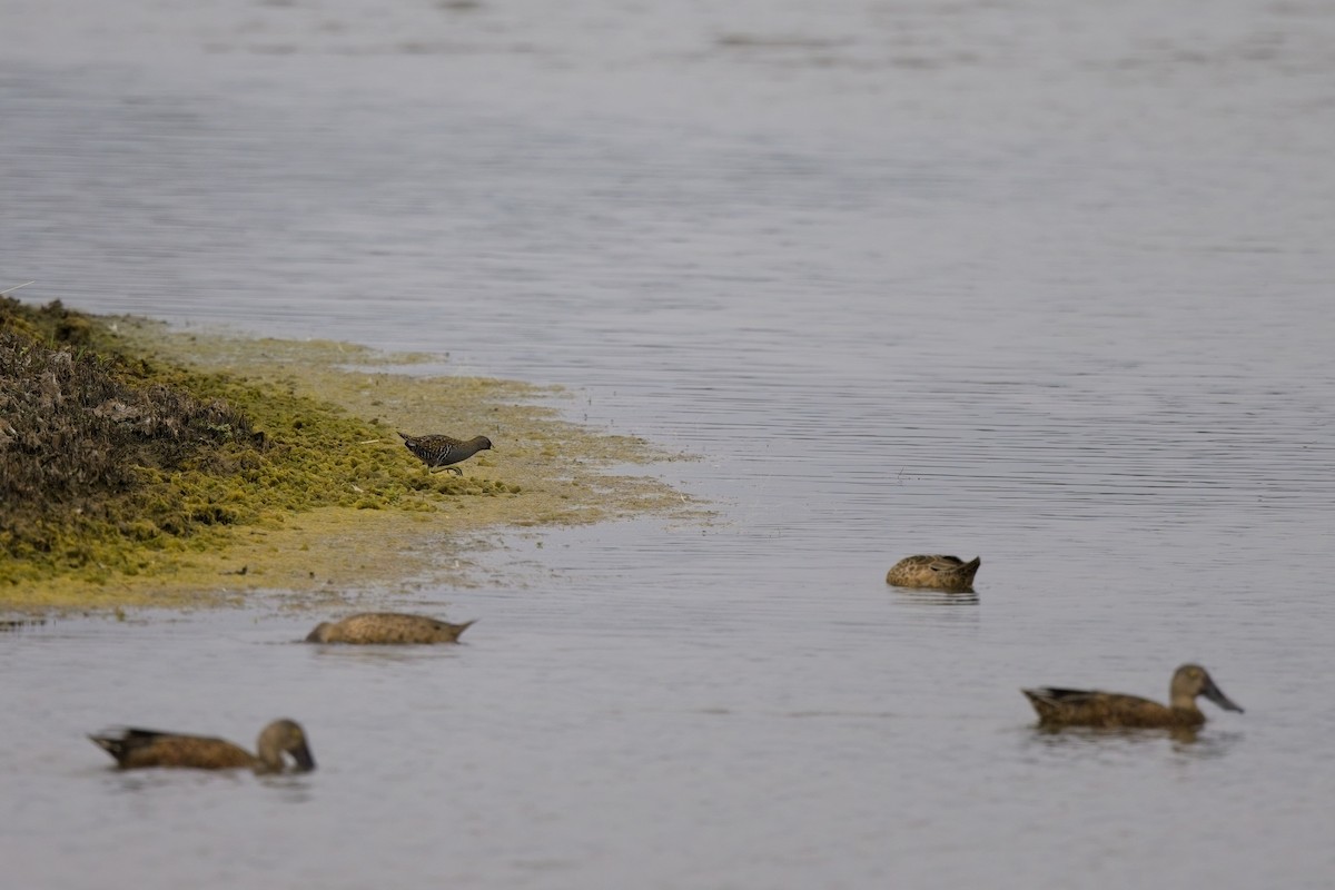 Australian Crake - ML624017276