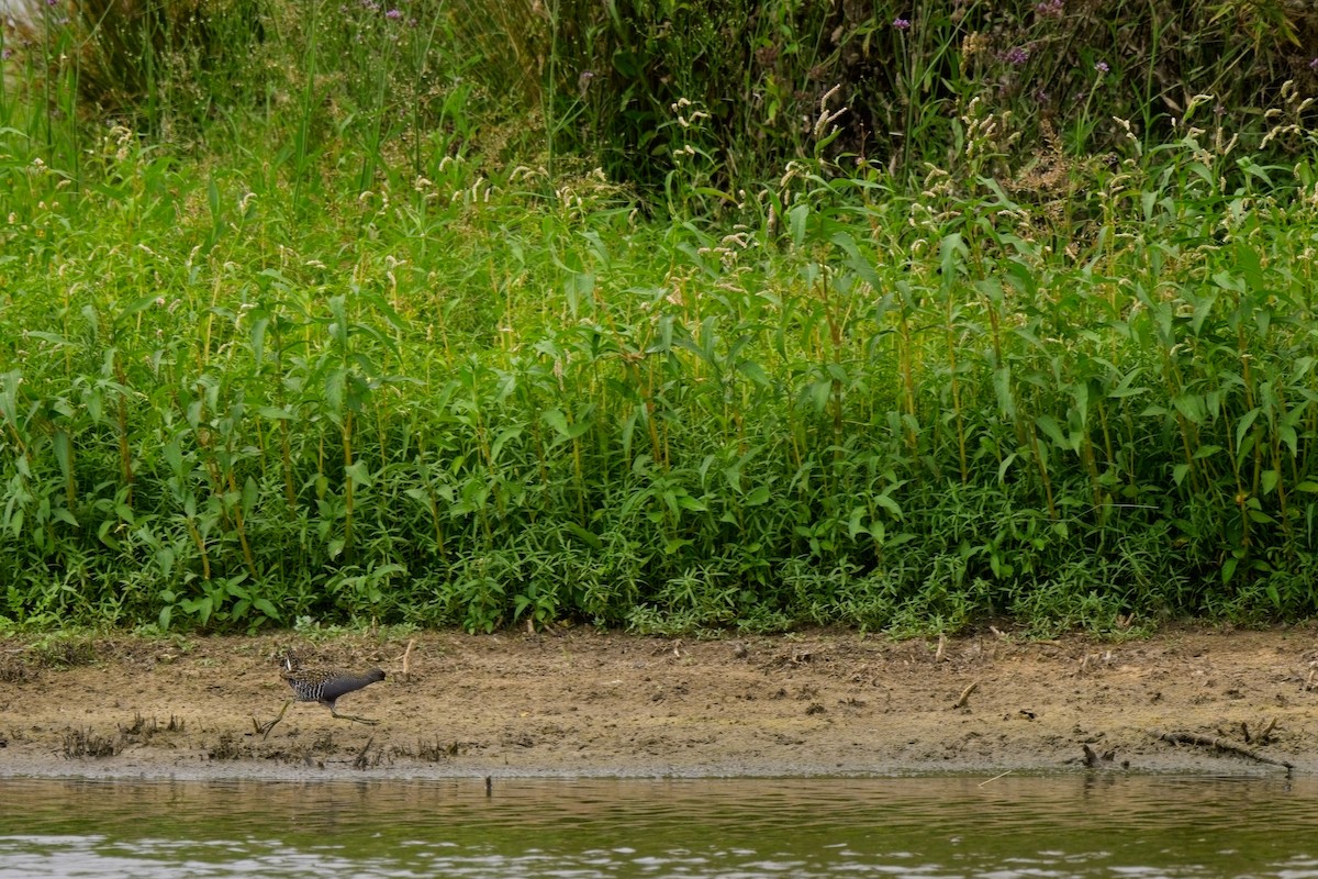 Australian Crake - ML624017280