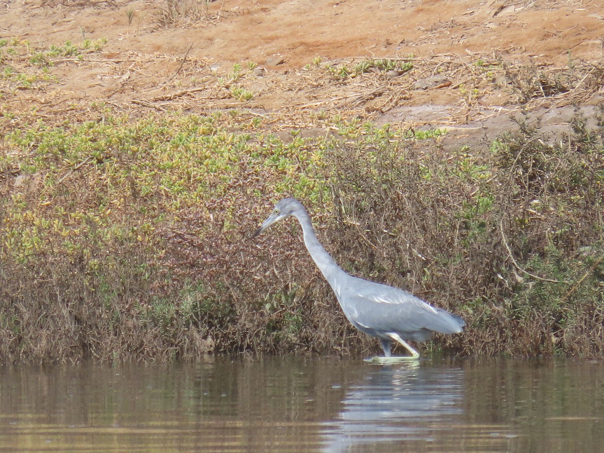 Little Blue Heron - ML624017288