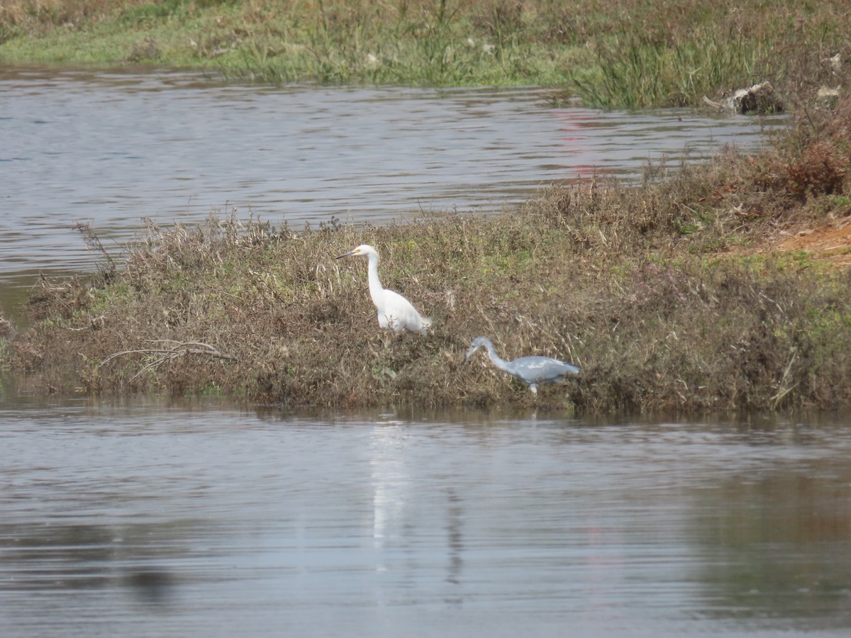 Little Blue Heron - ML624017296