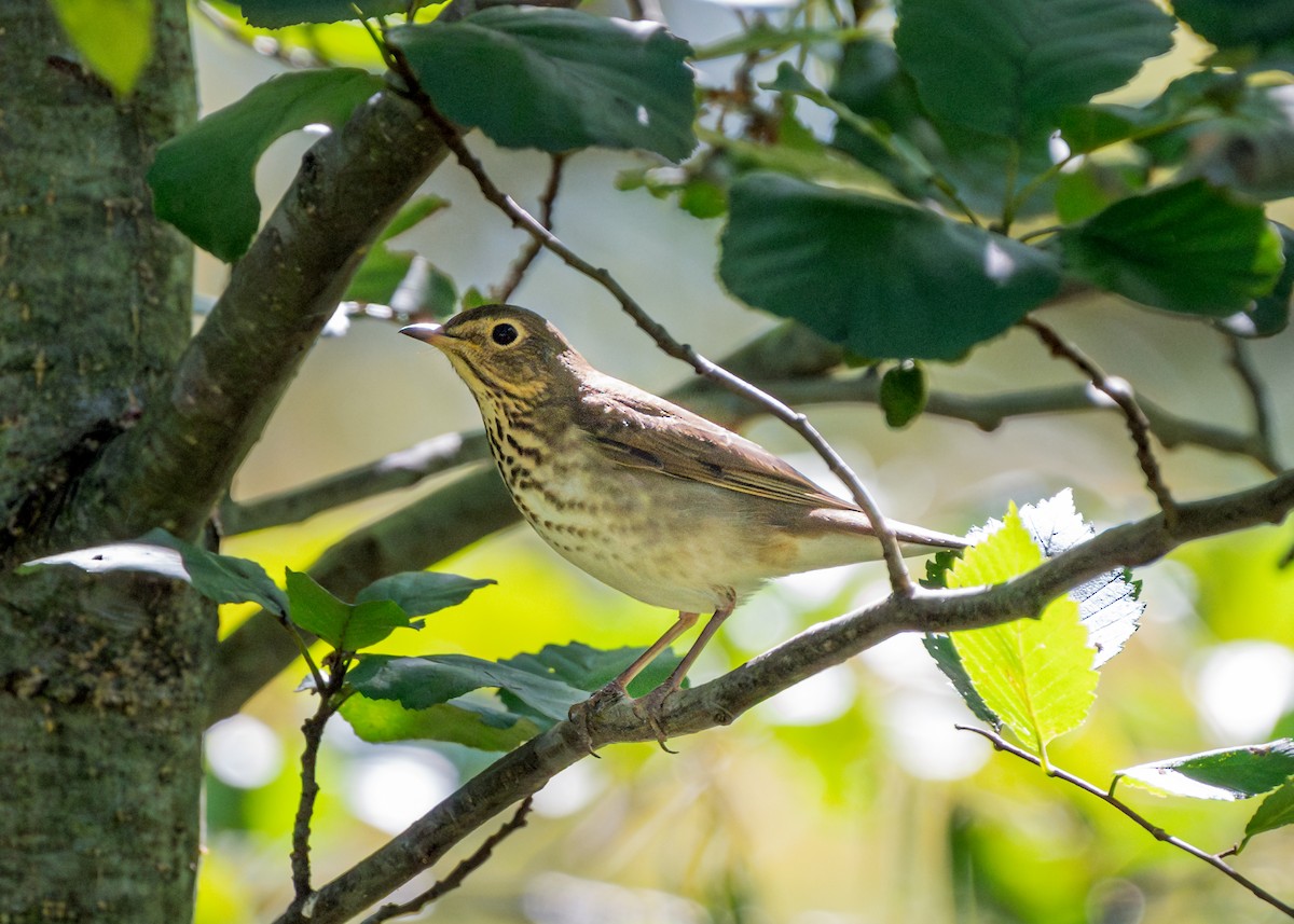 Swainson's Thrush - Dori Eldridge