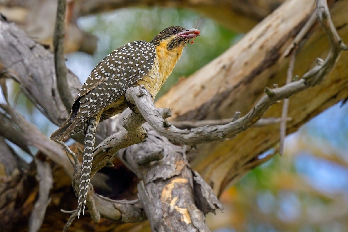 Pacific Koel (Australian) - ML624017301