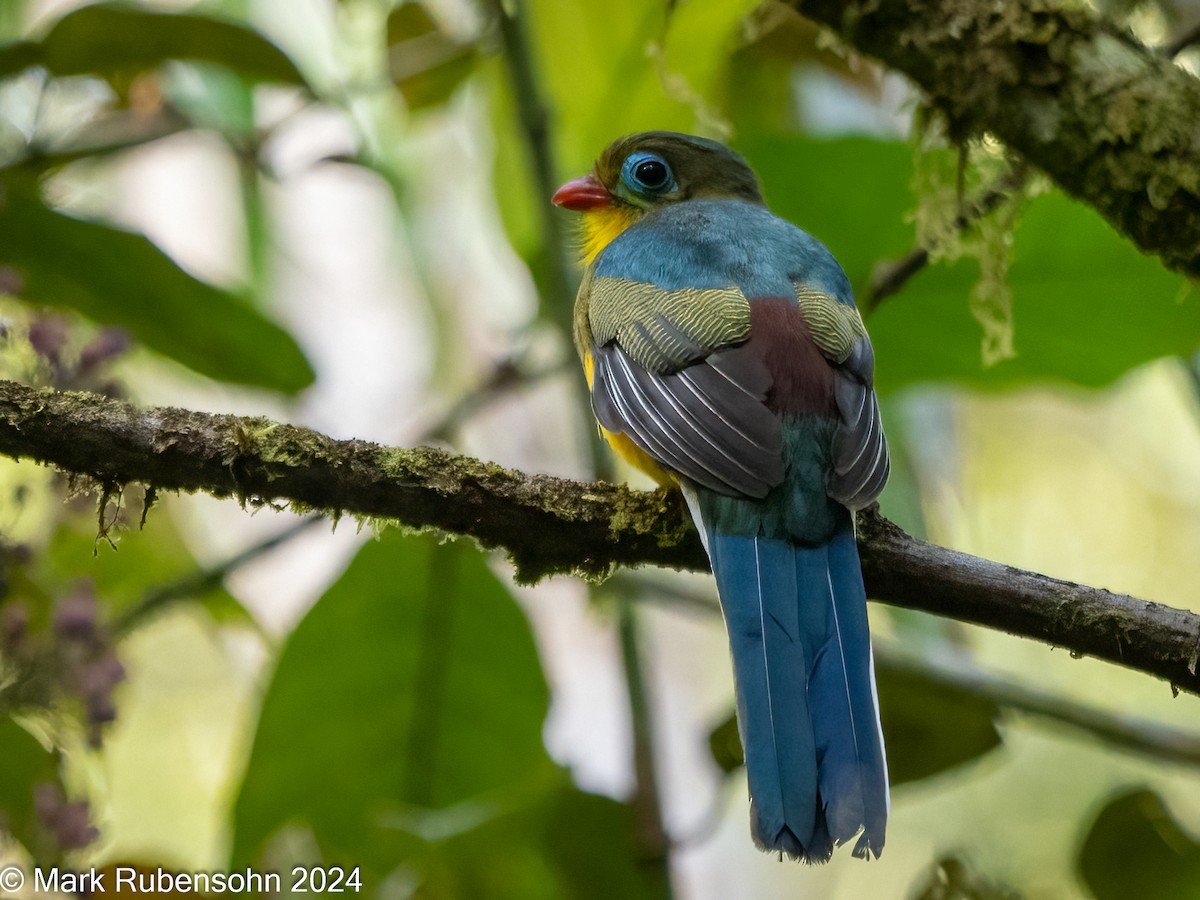 Sumatran Trogon - ML624017312