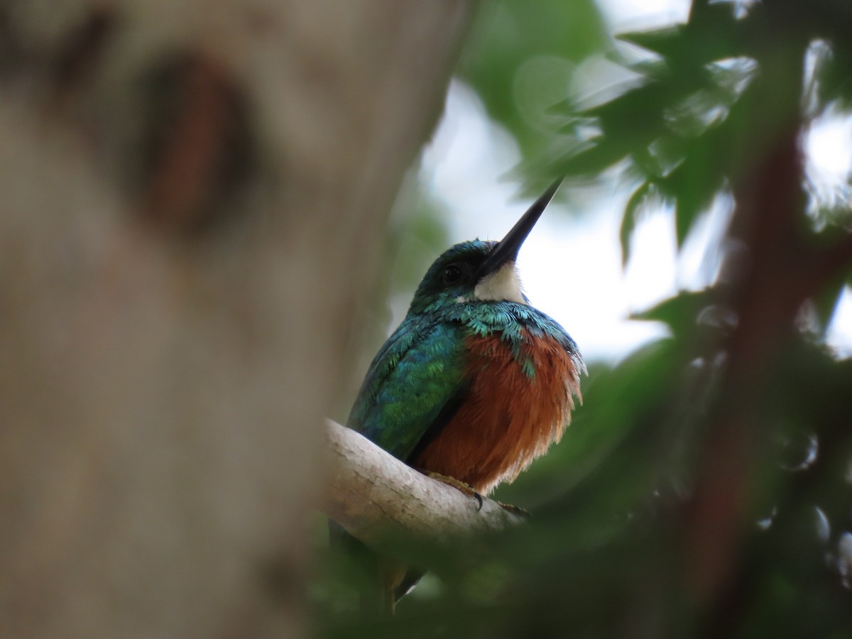 Rufous-tailed Jacamar - ML624017324