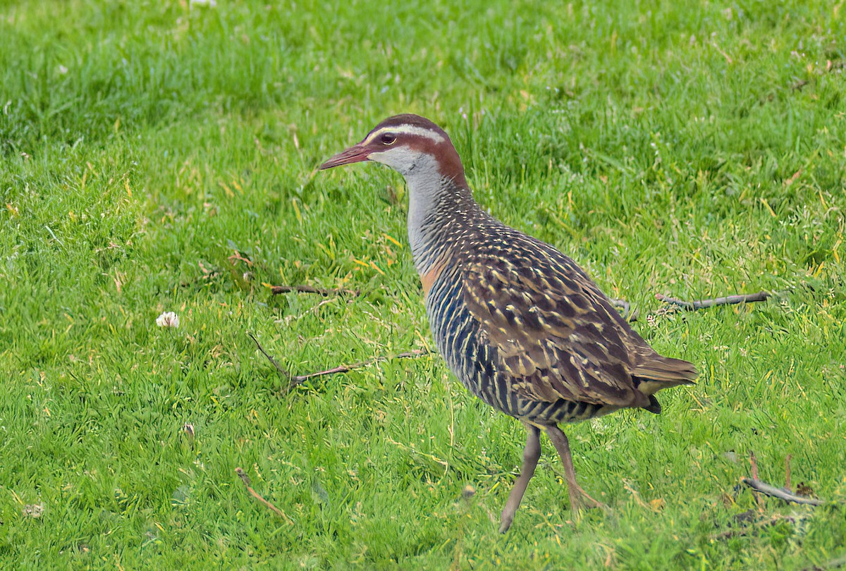 Buff-banded Rail - ML624017331