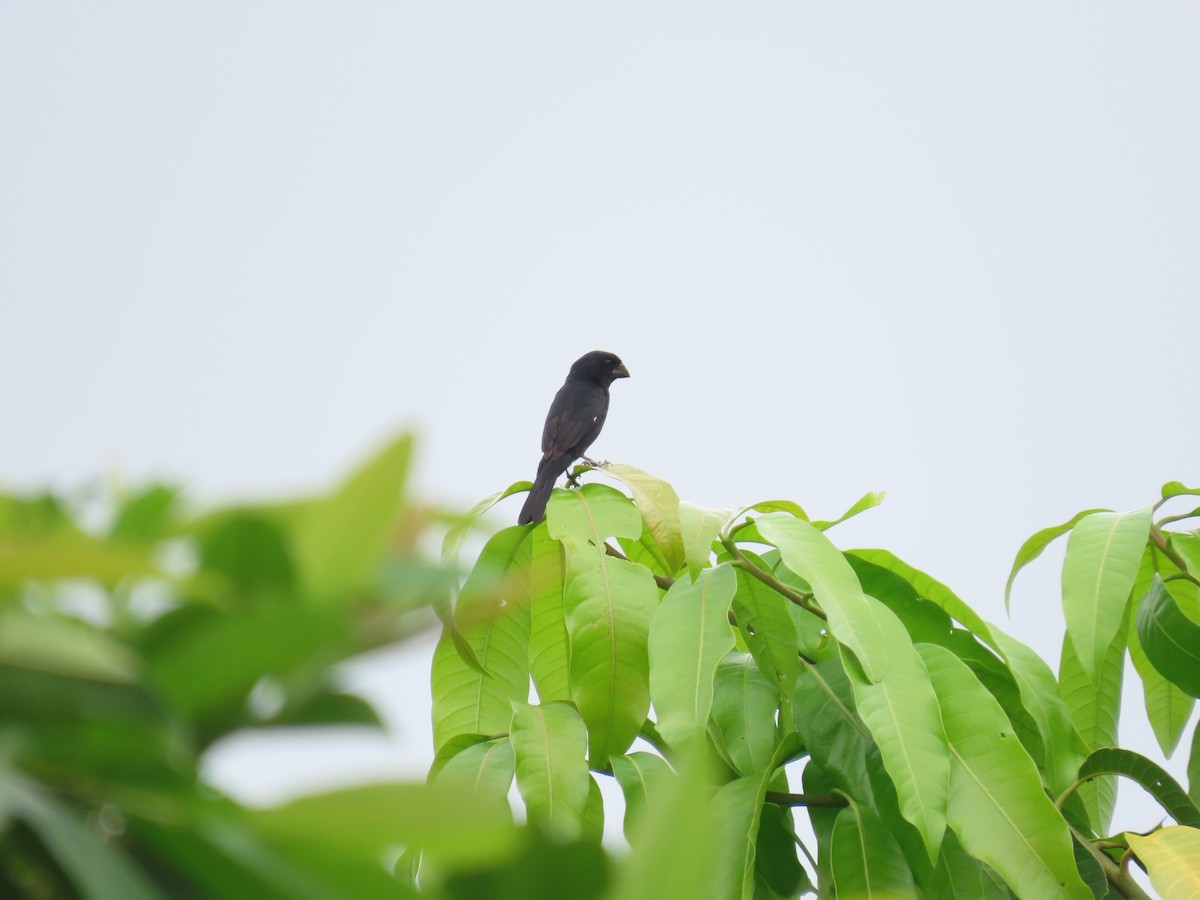 Thick-billed Seed-Finch - ML624017338