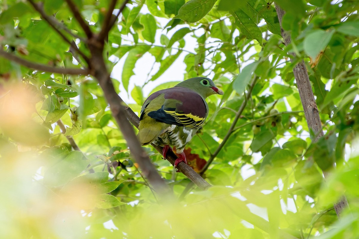 Thick-billed Green-Pigeon - ML624017355